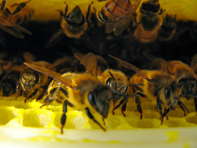 bees